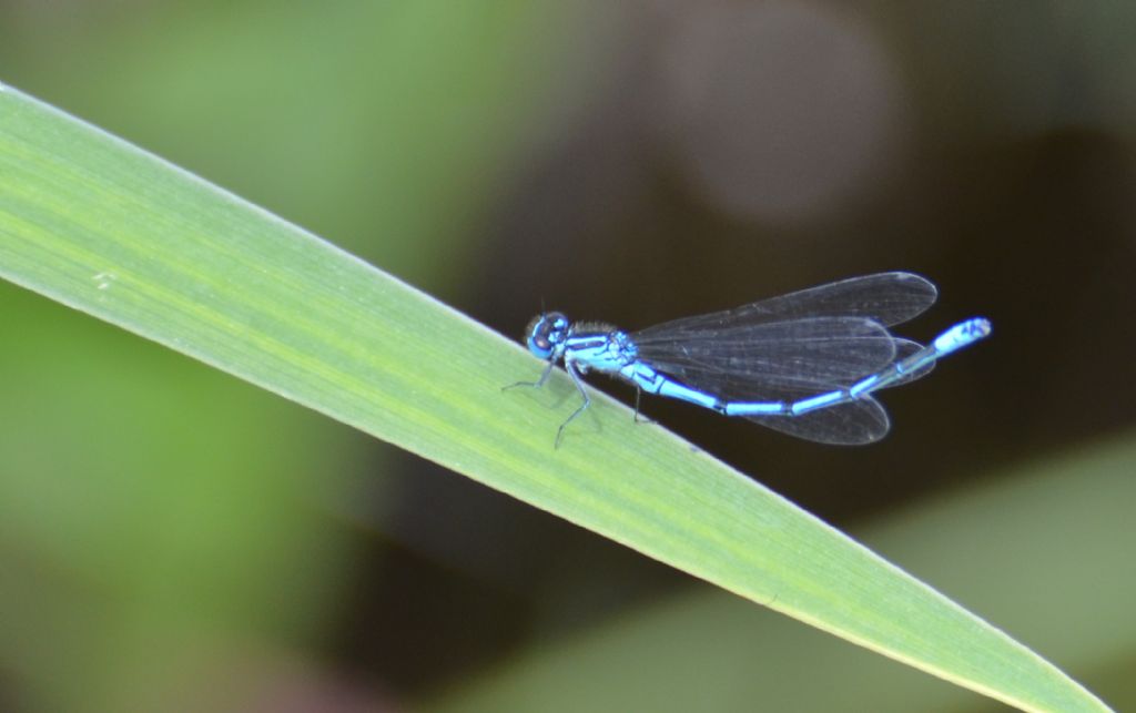 libellula